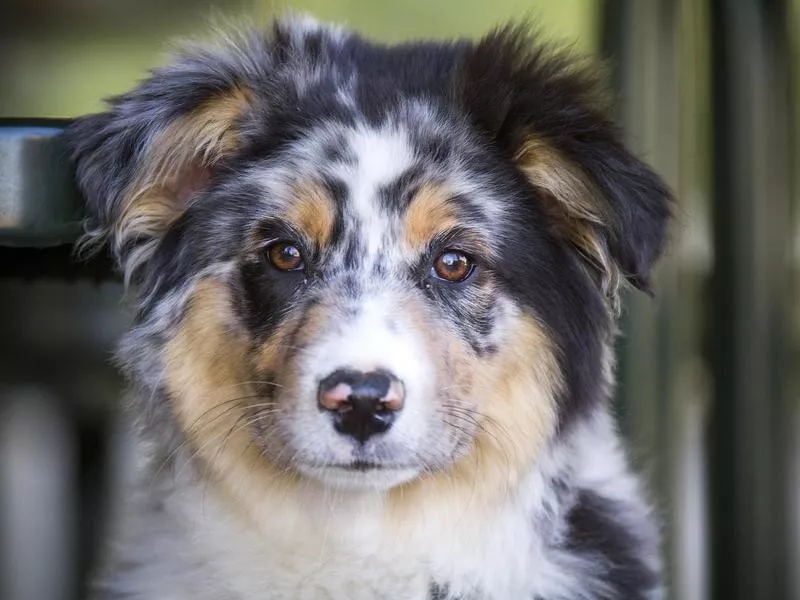 Australian Shepherd