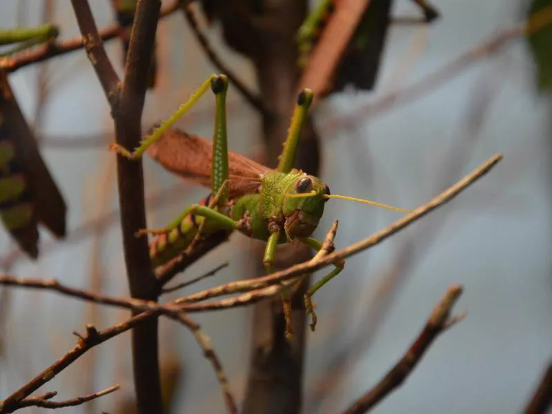 Tropidacris Grasshopper