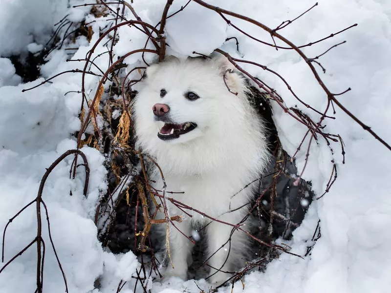 Snow Dog