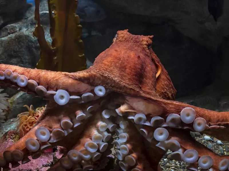 Giant Pacific Octopus