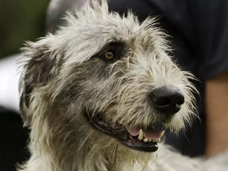 Huge shaggy dog breeds hotsell