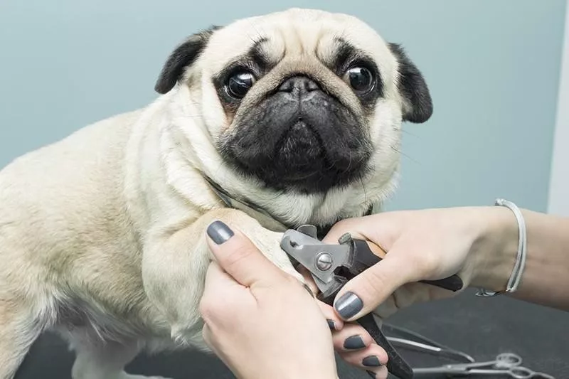 pug getting nailed trims