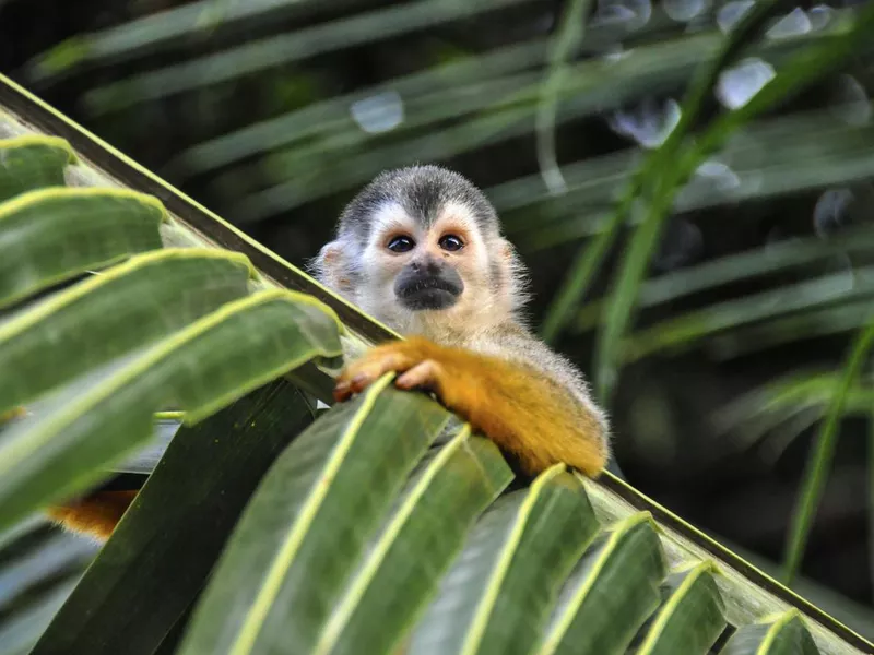 Squirrel Monkey