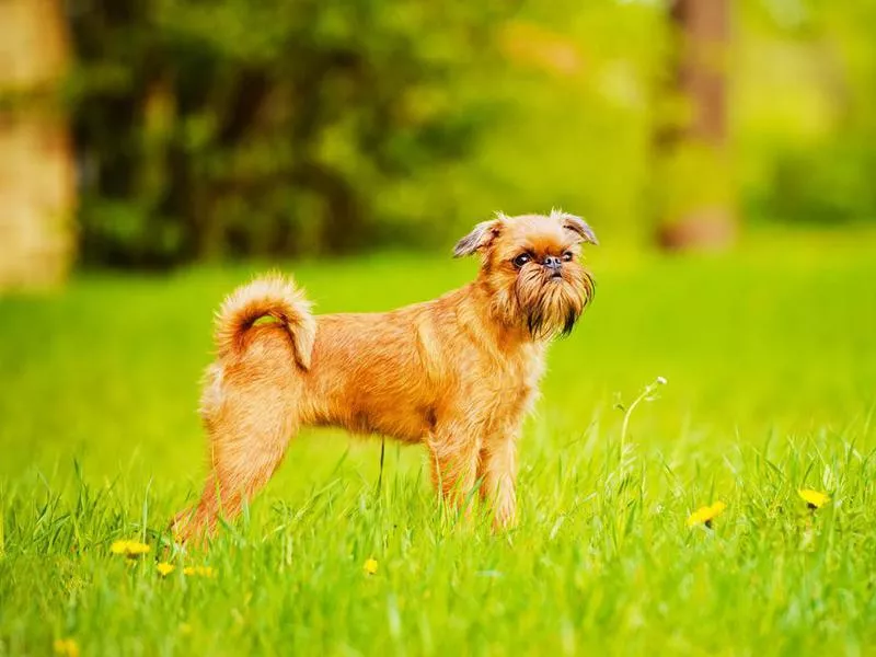 Brussels griffon