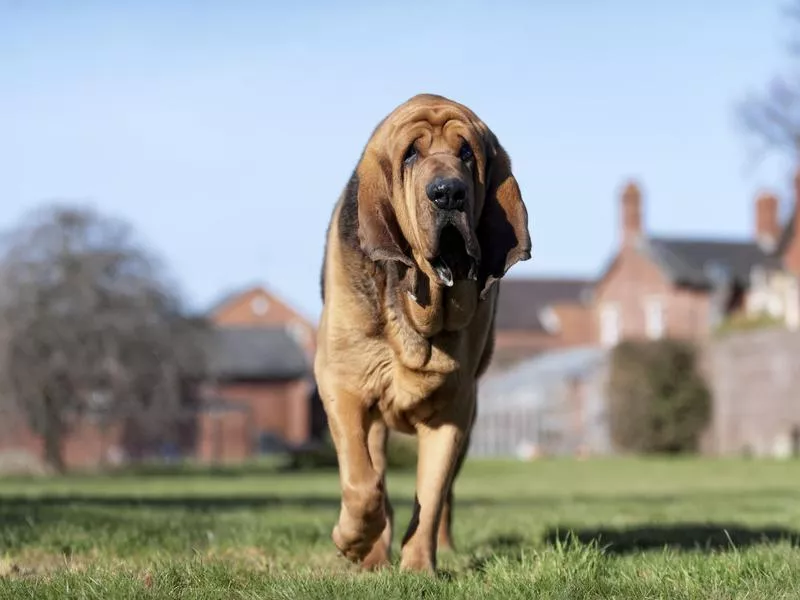 bloodhounds