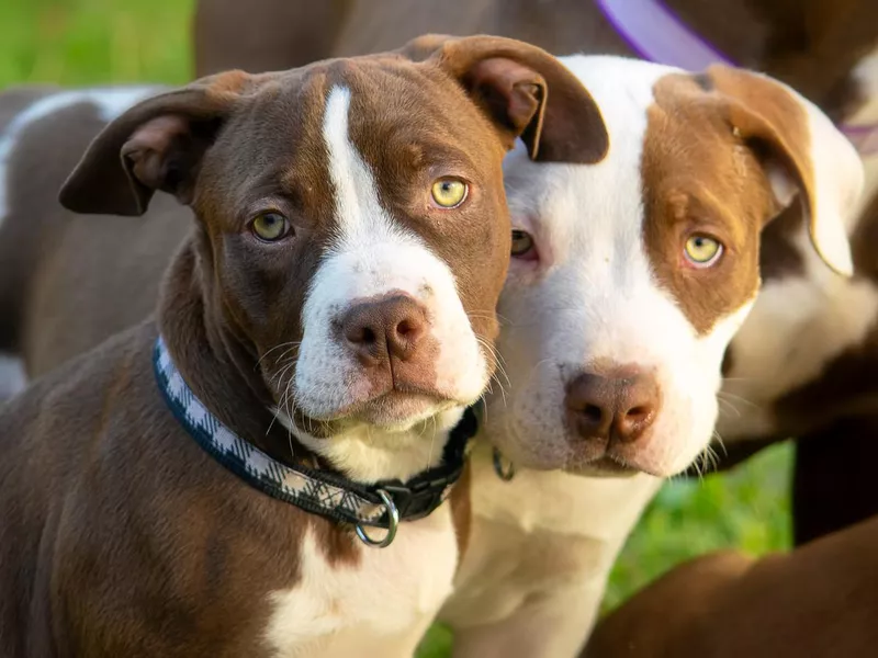 American bulldog puppies