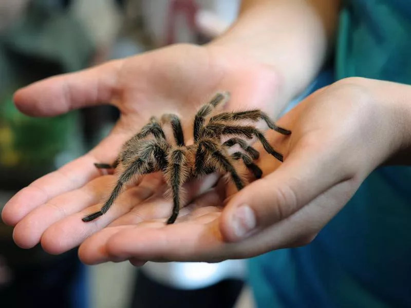 Tarantulas