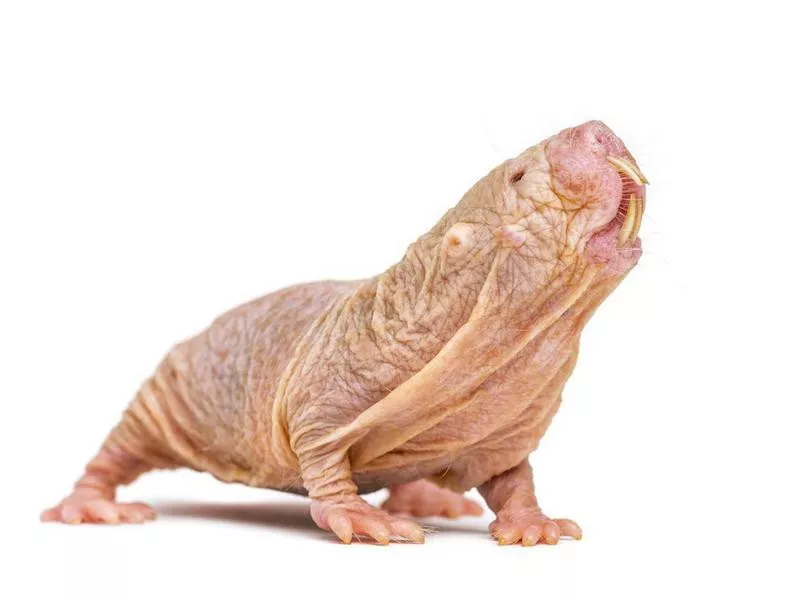 Naked Mole Rat