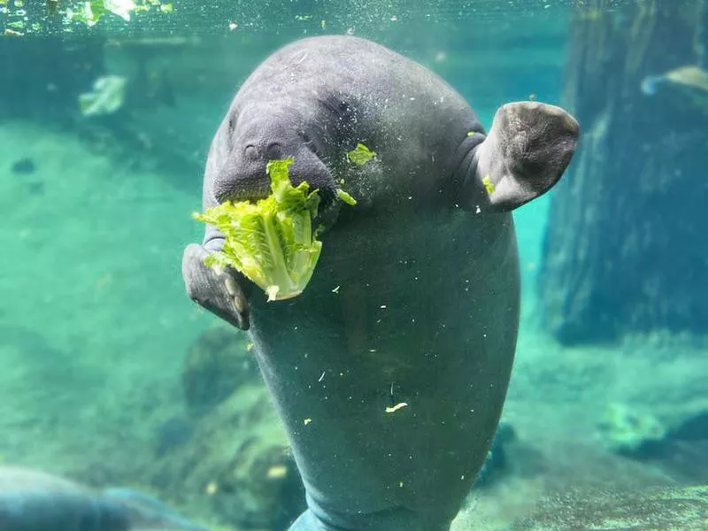 Manatee waving hello in tank