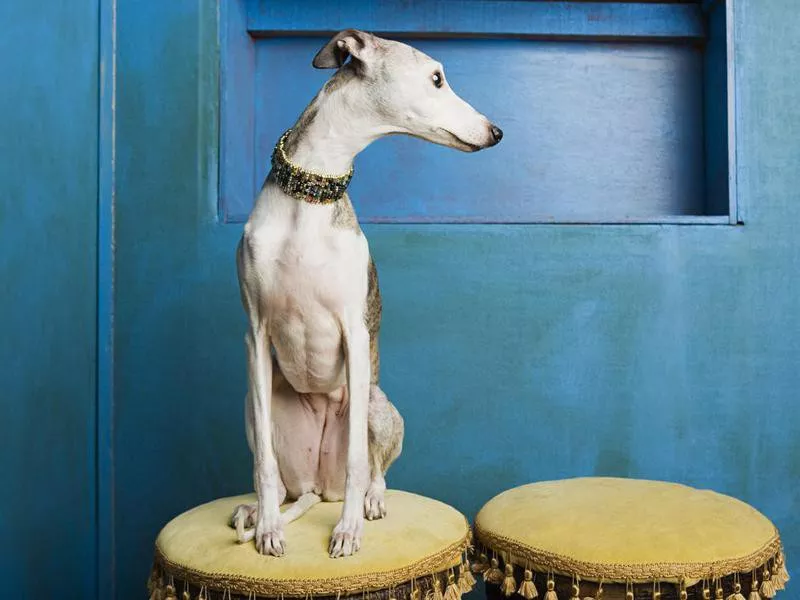 whippet