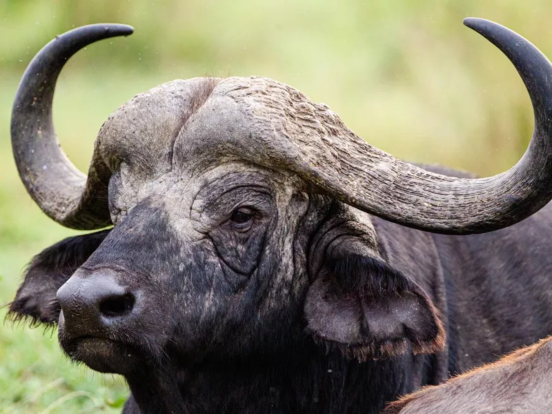 Cape Buffalo