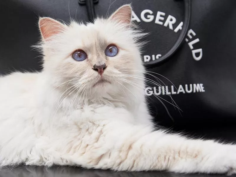 Choupette Lagerfeld