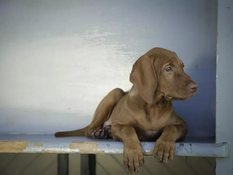 Red-coated short haired vizsla