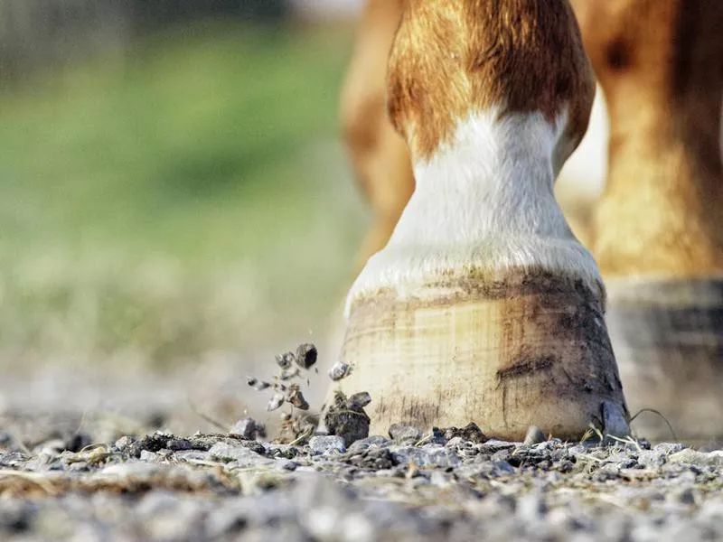 Close-up of horse hooves