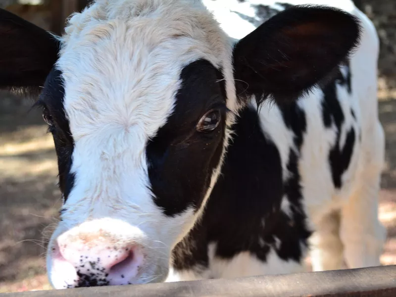 Black and White Baby Cow