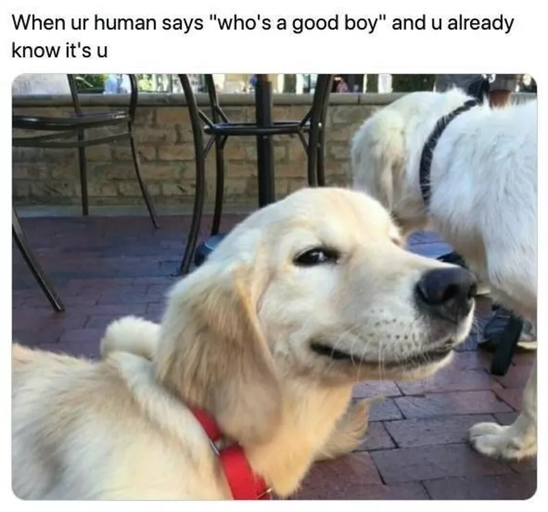 Sly dog meme