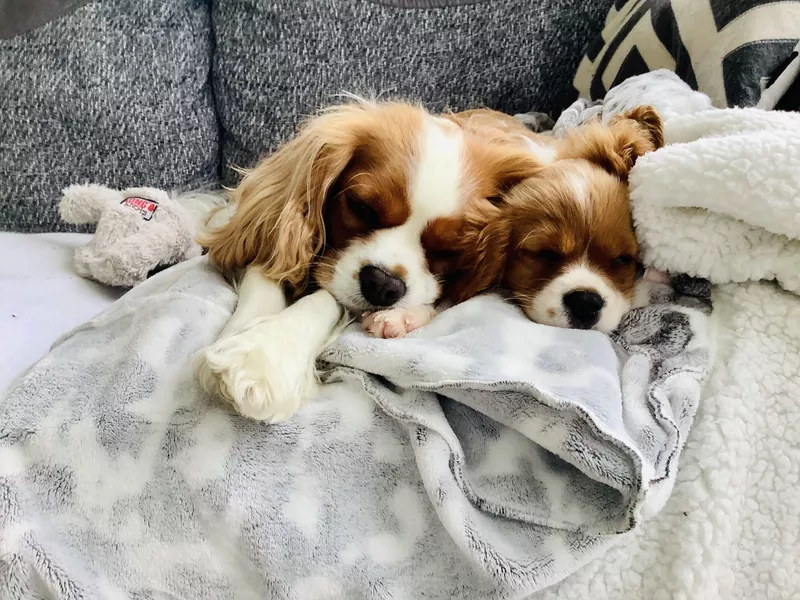 Cavalier King Charles Spaniels sleeping