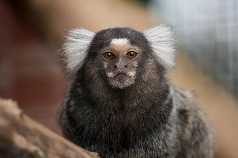 White-Tufted Marmoset