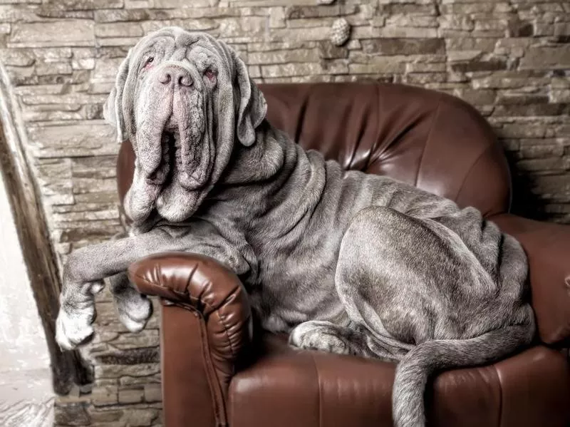 Neopolitan Mastiff