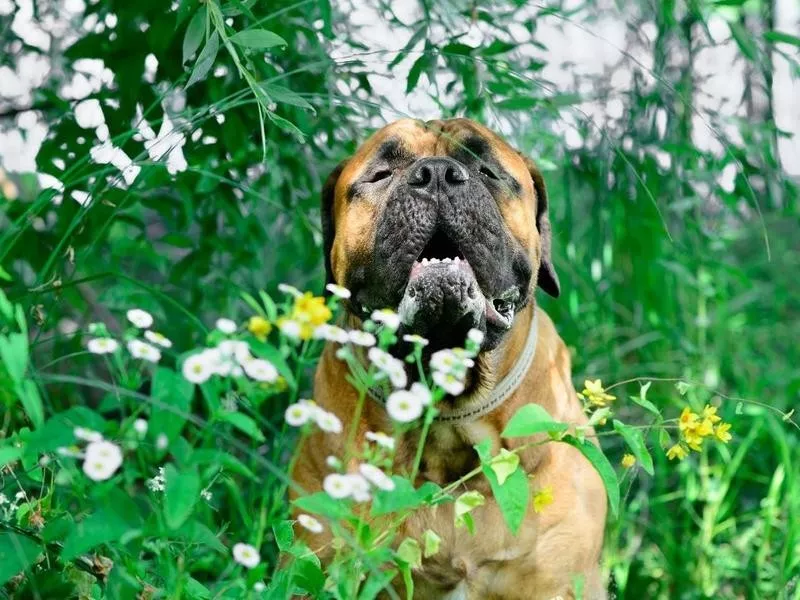 Bullmastiff