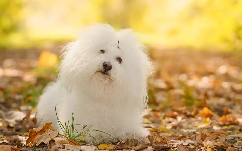 Bichon Bolognese dog relaxing in park