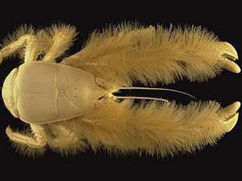 Yeti Crab