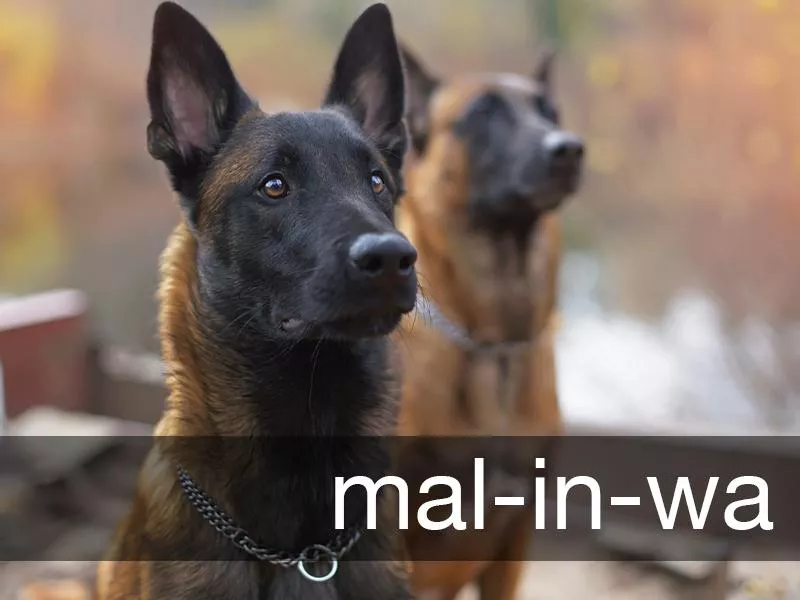 Belgian Malinois