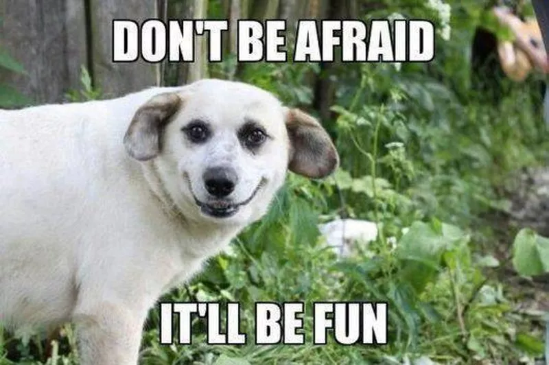 Dog ready for fun meme