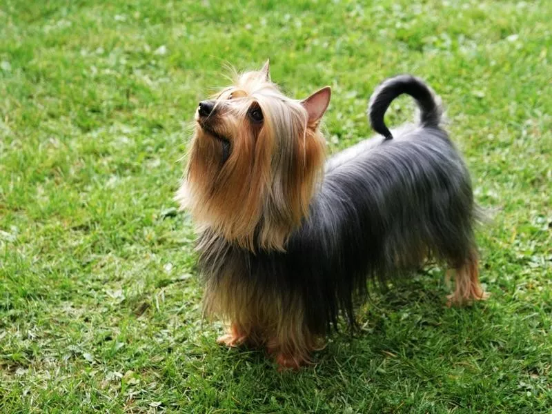 Silky Terrier