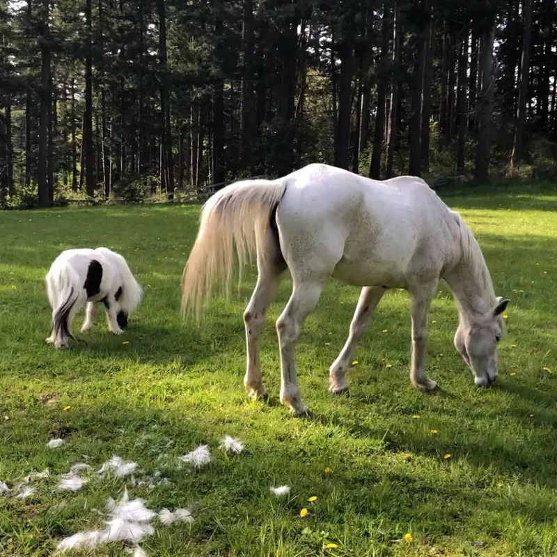 Einstein horse next to a full-sized horse