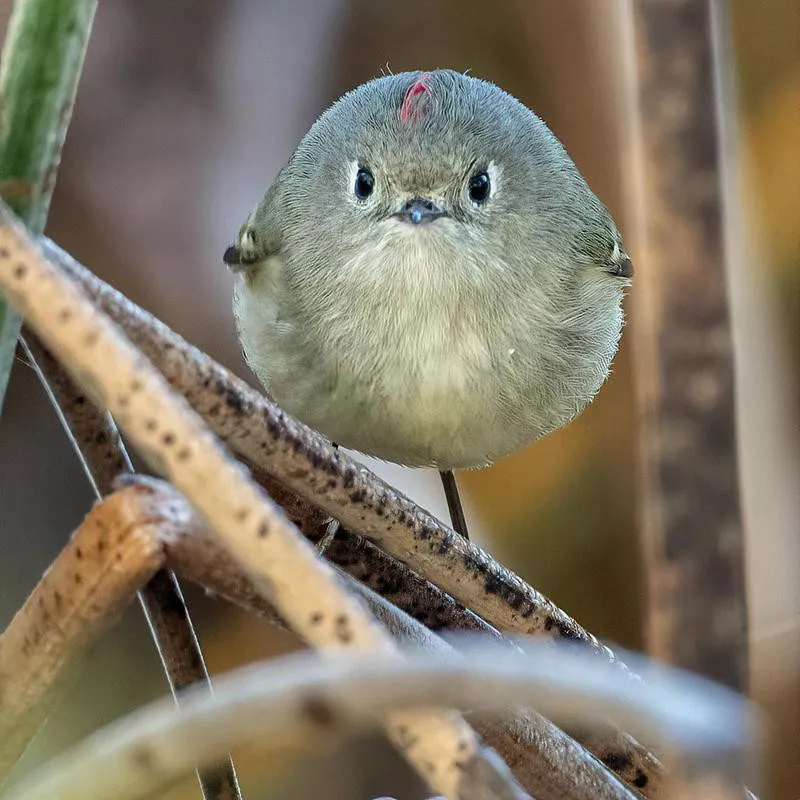 Land Birds