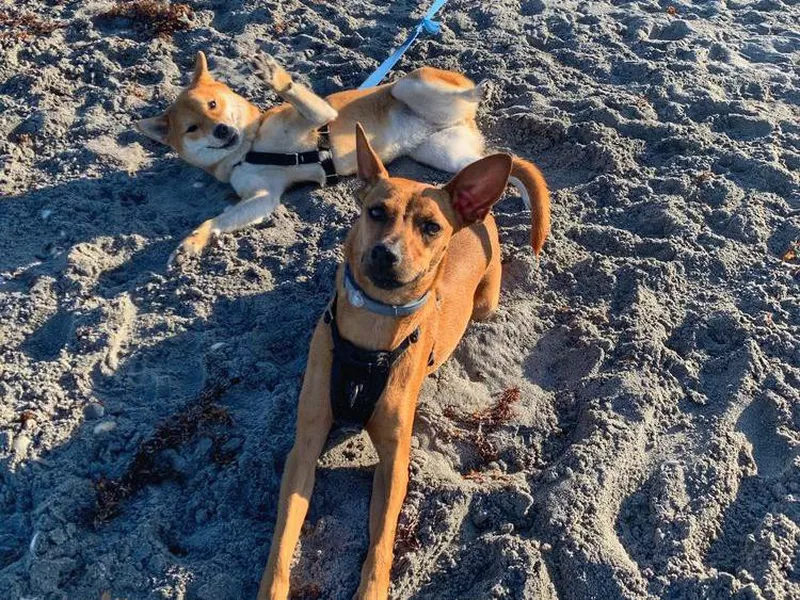 Two dogs rolling around in the sand