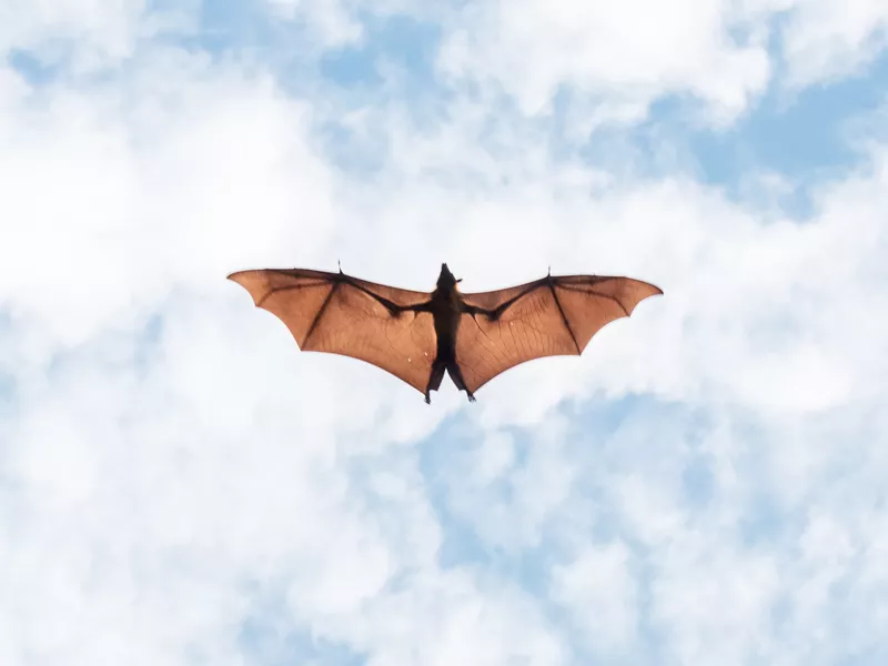 Bat flying