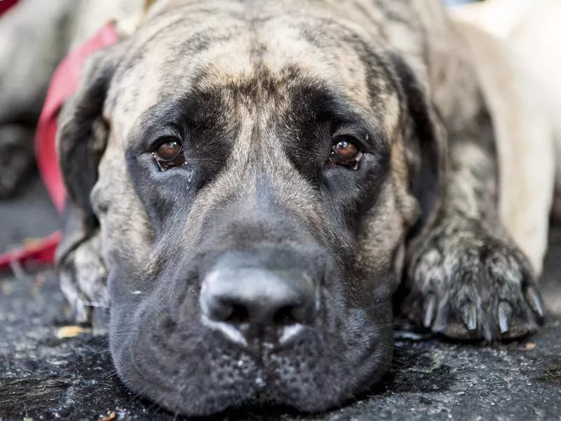 English Mastiff