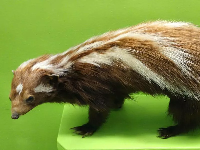 Striped Polecat