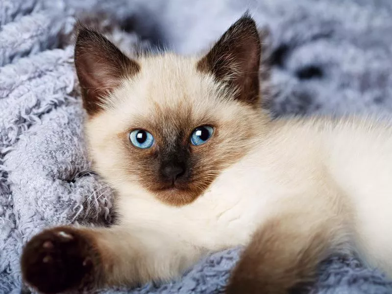 Balinese cat