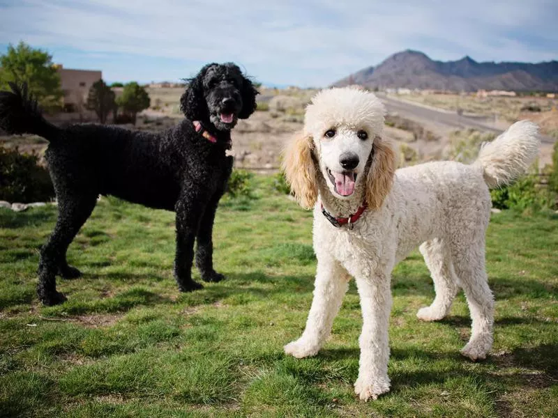 Black and White Standard Poodles in Garden