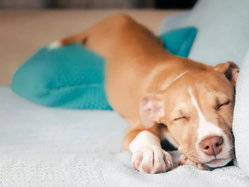 puppy sleeping in funny on sofa