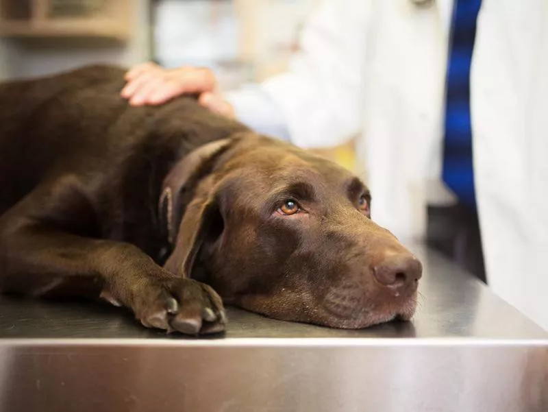 Vet and Labrador retriever