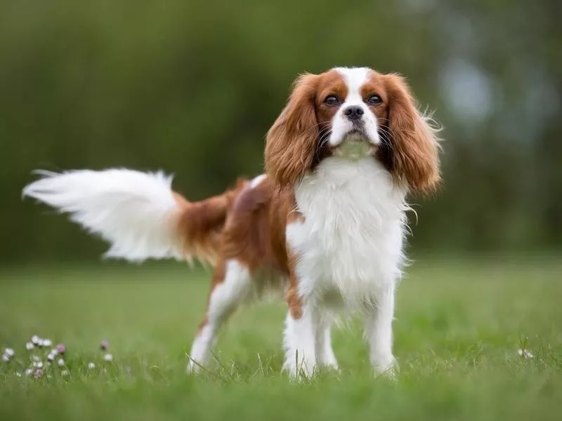 Cavalier King Charles