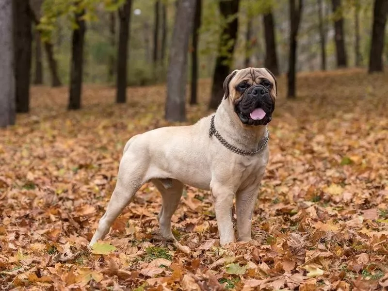 Bull Mastiff