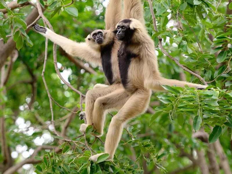 Gibbon couple together in a tree