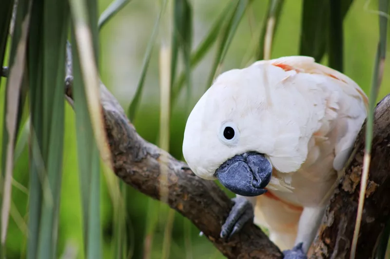 Moluccan Cockatoo