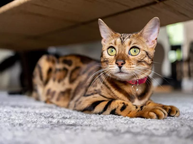 Bengal