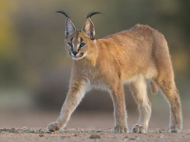 Caracal