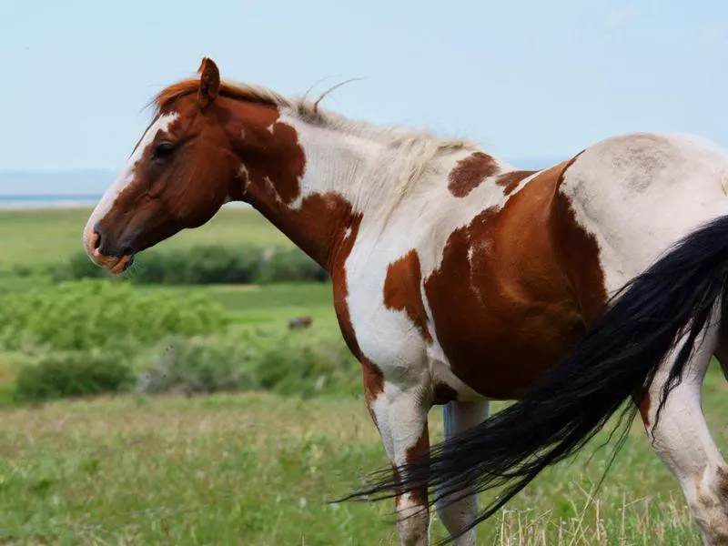 American Paint Horse