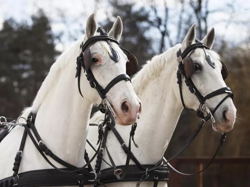 Horse pair