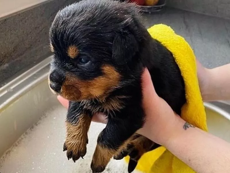 Rottweiler puppy taking a bath