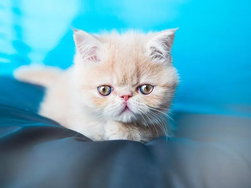 Exotic Shorthair