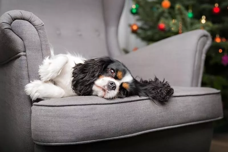 Cavalier King Charles Spaniel